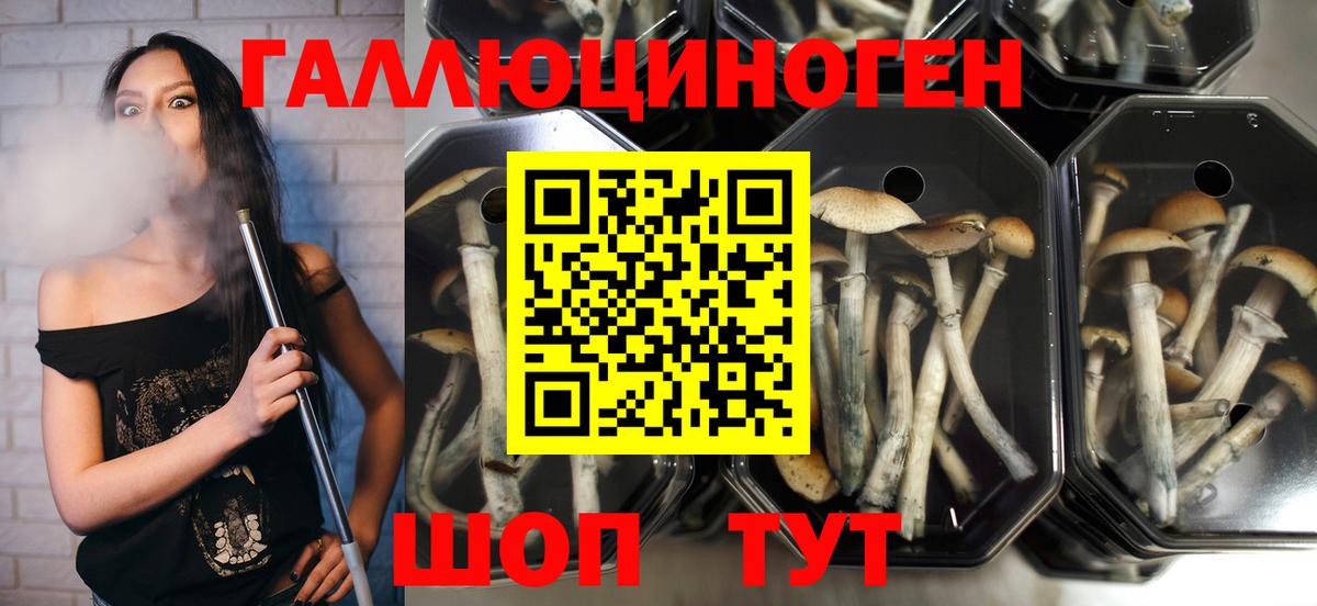 Псилоцибиновые грибы Psilocybe  Псилоцибиновые грибы мицелий  Рассказово  Вход с VPN 